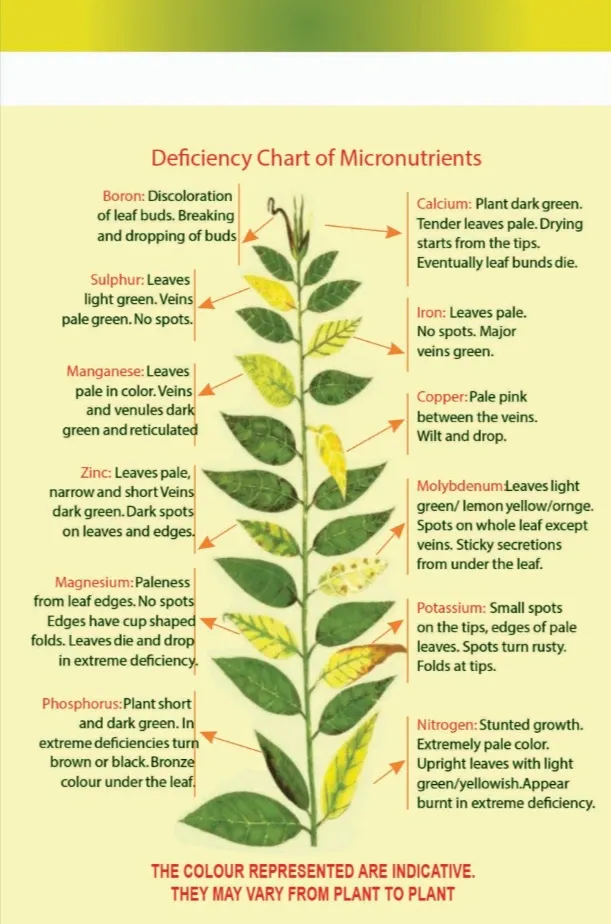 Chlorosis and Nutrient Deficiency Care in Phoenix