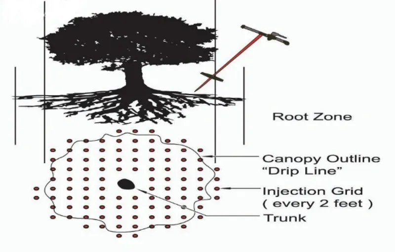 Deep-Root Fertilization and Tree Feedings in Phoenix