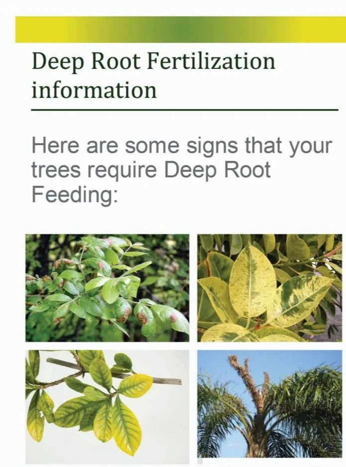 Pest and Borer Management in Phoenix
