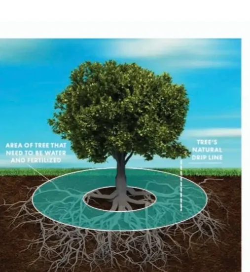 Root Health, Irrigation, and Drought-Stress Care in Phoenix
