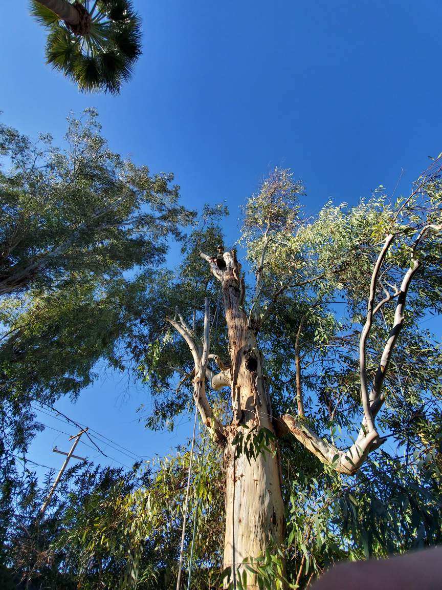 Hazardous tree removal in Phoenix, Arizona