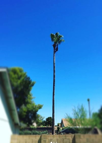 Palm and desert tree trimming in Phoenix