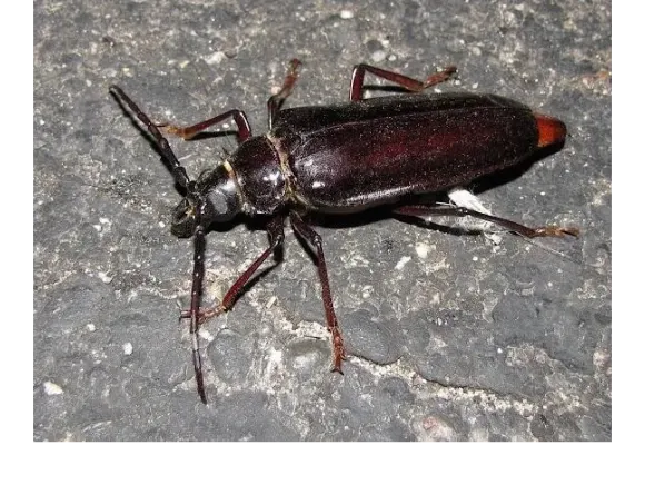 Palo Verde Beetle (Derobrachus hovorei) – adult beetle found in Phoenix, AZ