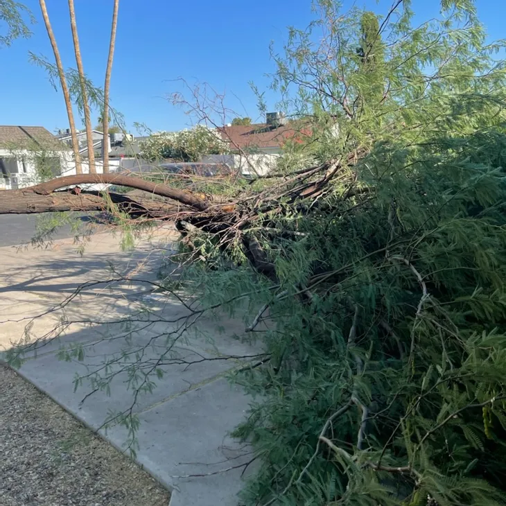 Fallen Palo Verde tree showing structural failure from beetle larval root damage in Phoenix, AZ
