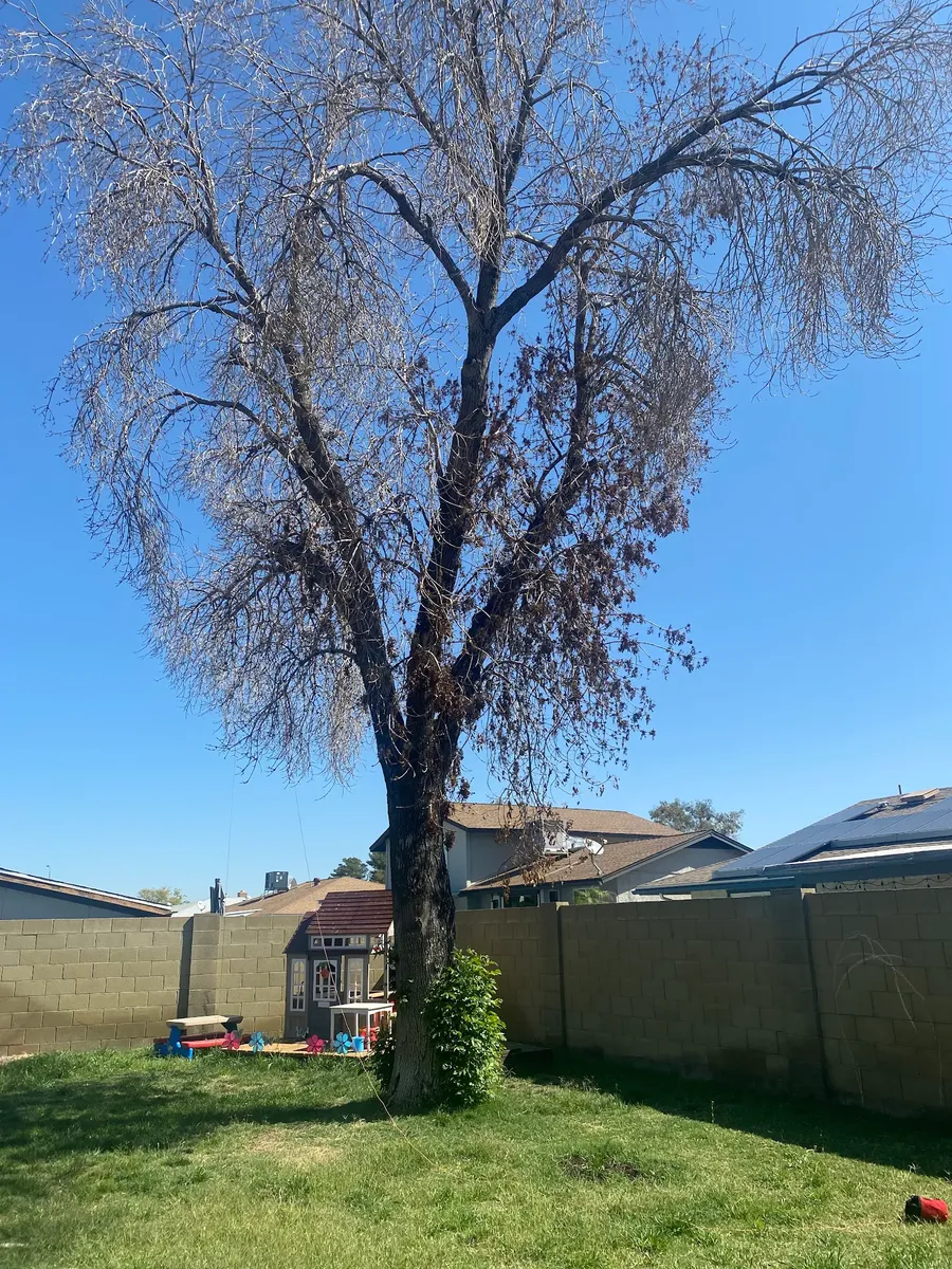 Tree Removal project by Twilight Tree and Landscape Services