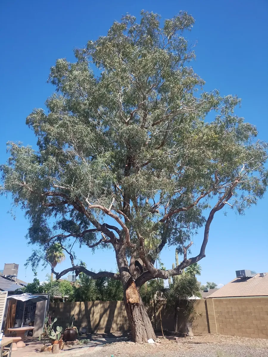 Tree Trimming project by Twilight Tree and Landscape Services