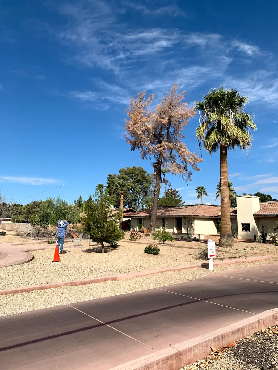 Tree Removal project by Twilight Tree and Landscape Services