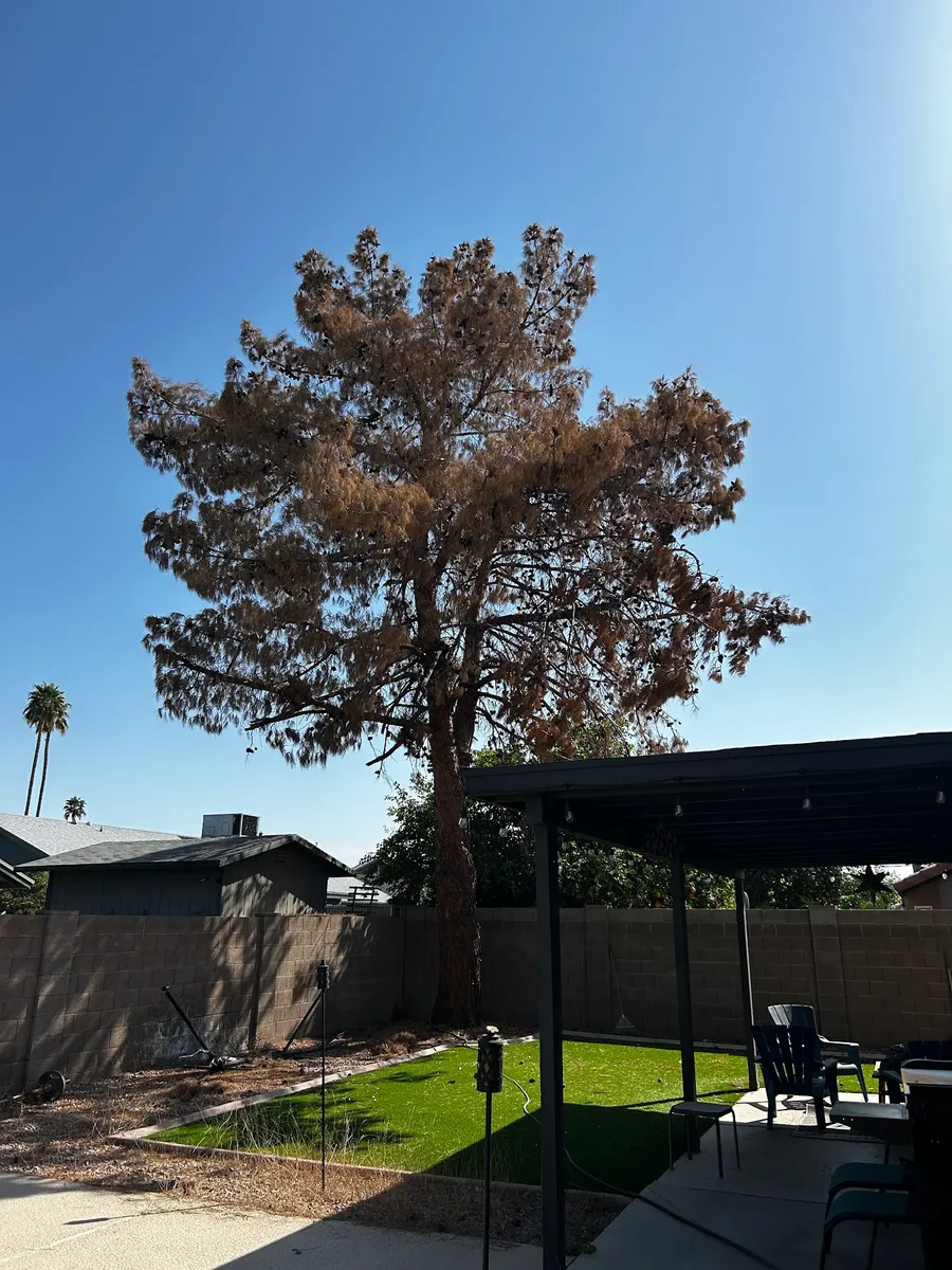 Tree Removal project by Twilight Tree and Landscape Services