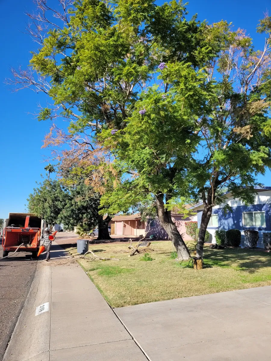 Tree Trimming project by Twilight Tree and Landscape Services