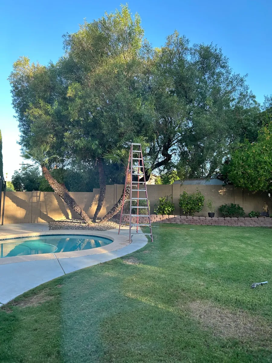 Tree Trimming project by Twilight Tree and Landscape Services