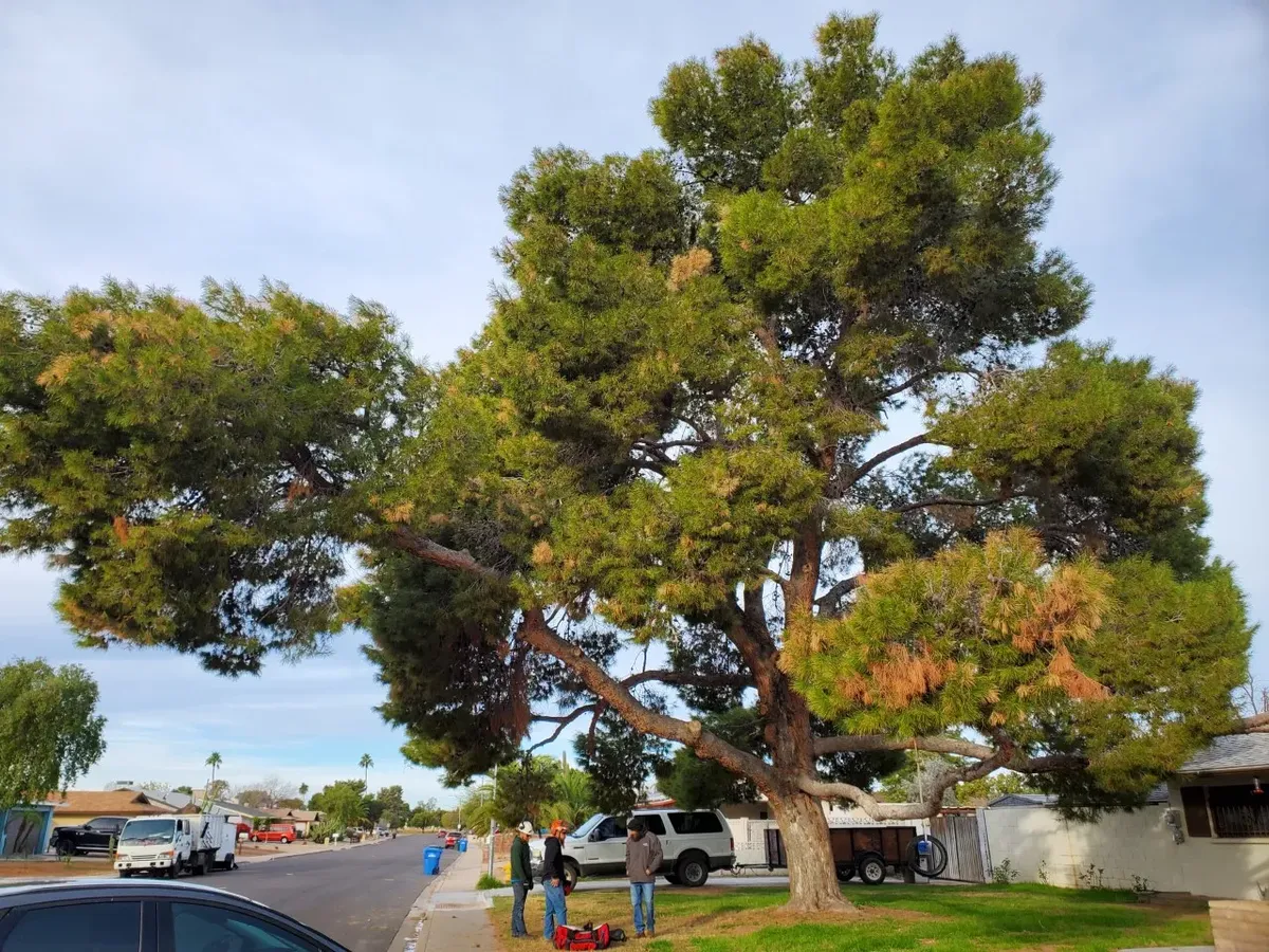 Tree Care project by Twilight Tree and Landscape Services