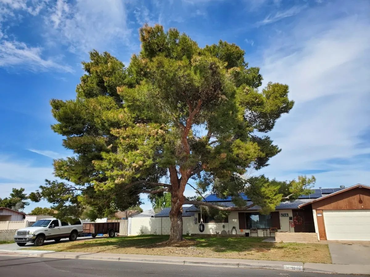 Tree trimming result on a Phoenix, AZ residential property