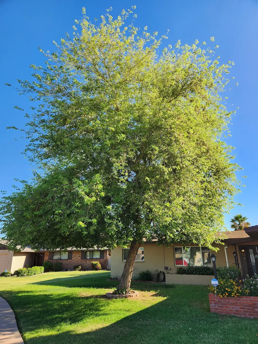 Tree Trimming project by Twilight Tree and Landscape Services