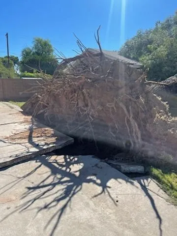 Root ball of a storm-toppled tree on a Phoenix sidewalk
