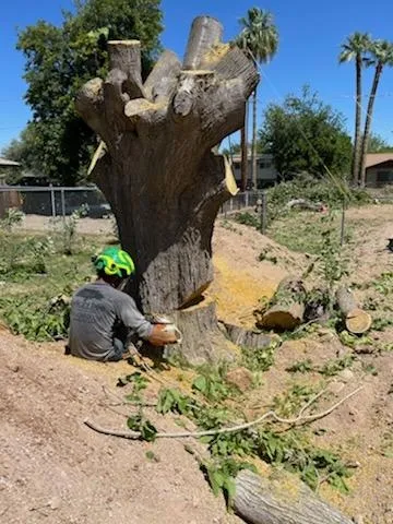 Twilight crew member cutting a stump down to grade in Phoenix