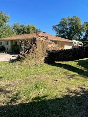 Uprooted tree beside a Phoenix home after a storm
