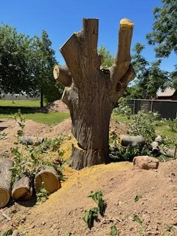 Large multi-stem trunk ready for stump grinding in Phoenix
