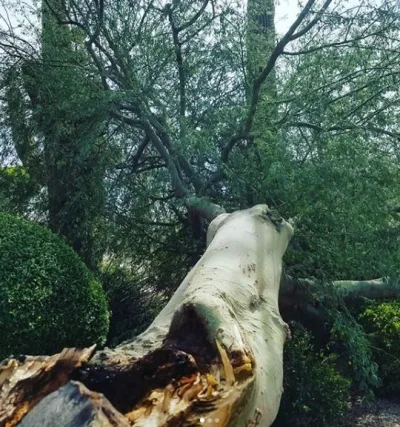 Emergency fallen tree removal after storm damage in Phoenix, AZ