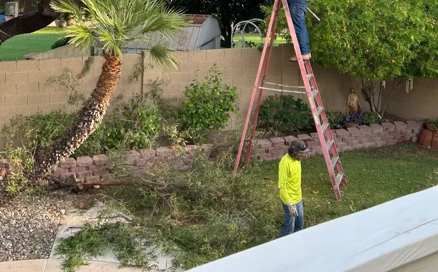 Clearance pruning along a backyard wall in Phoenix