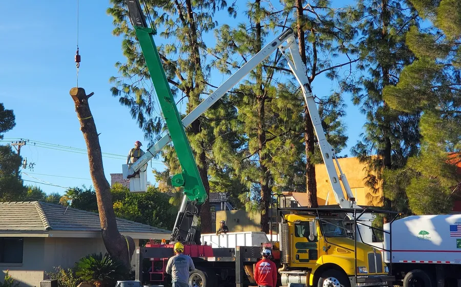Crane-assisted removal of a large tree with difficult access in Phoenix