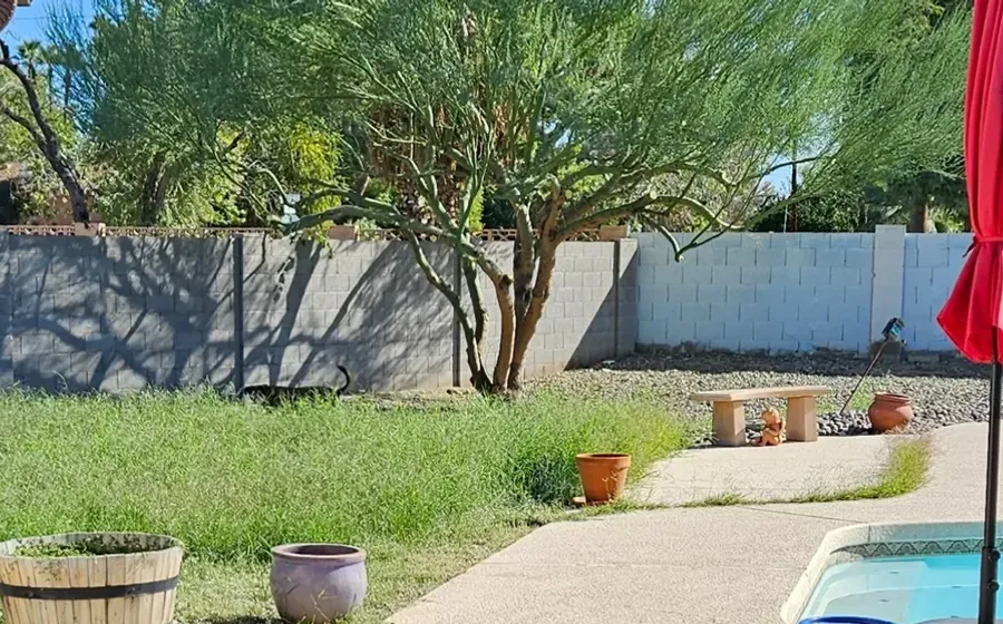 Desert-adapted tree established in a Phoenix backyard