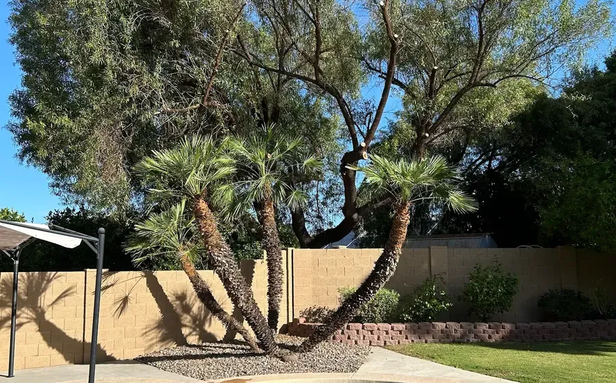 Palms and landscape plantings around a Phoenix pool