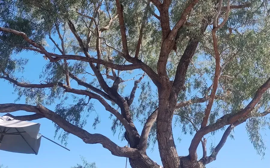 Mature desert tree canopy in Phoenix