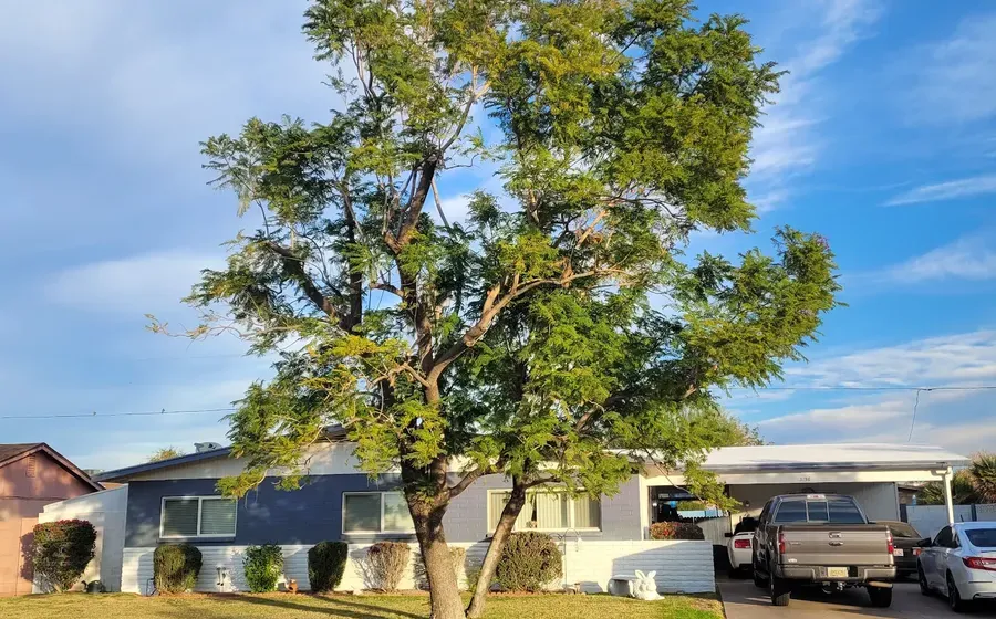 Healthy, well-established shade tree in a Phoenix front yard