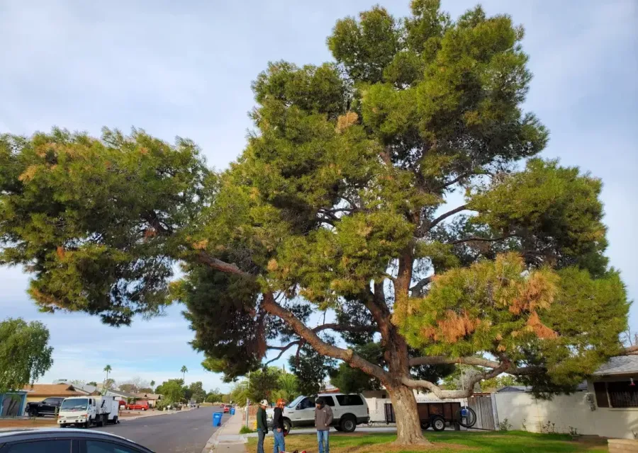 Twilight crew on site at a Phoenix property