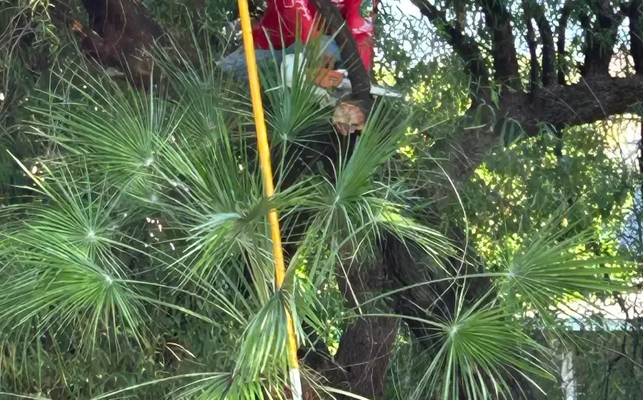 Preventive pruning before monsoon season in Phoenix