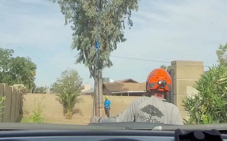 Twilight arborist assessing a tall tree for storm risk in Phoenix
