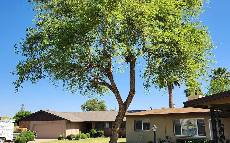 Structurally pruned shade tree after crown reduction in Phoenix