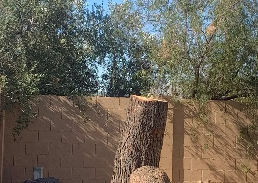 Stump and trunk rounds left after a Phoenix tree removal, ready for grinding