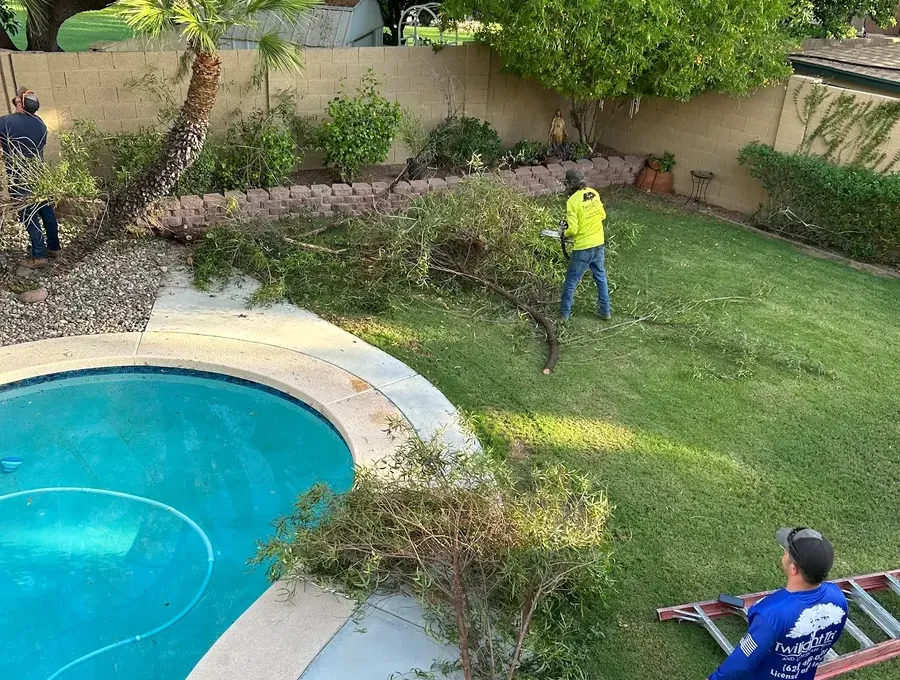Twilight crew cleaning up after tree trimming in a Phoenix backyard