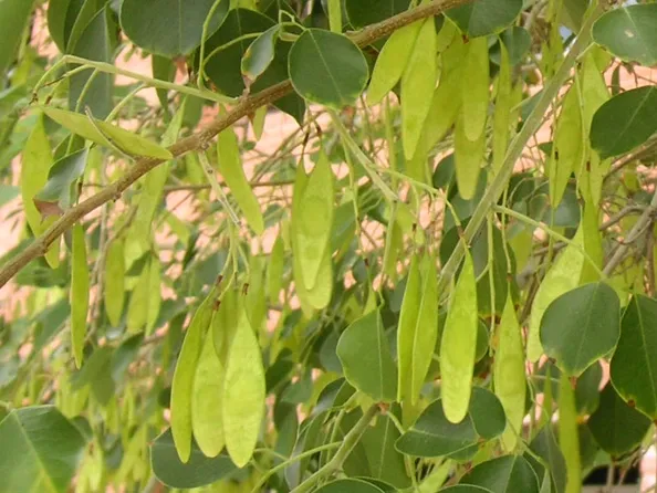 Dalbergia Sissoo foliage and seed pods – Indian Rosewood tree in Phoenix, AZ