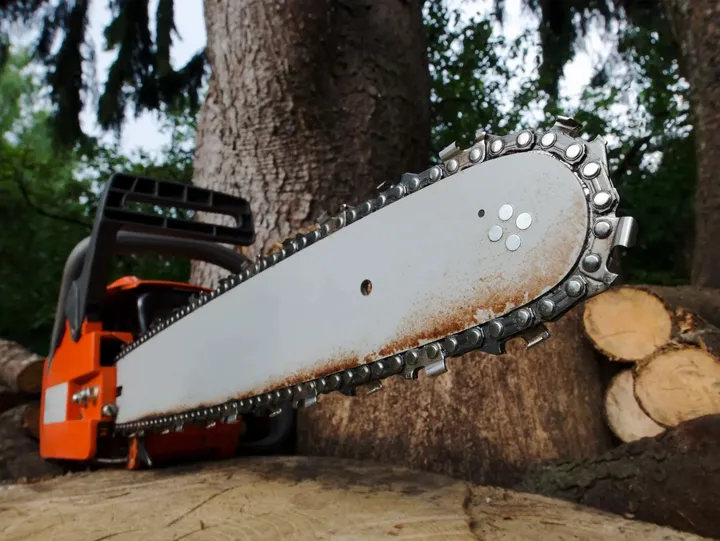 Chainsaw and cut logs from Dalbergia Sissoo tree removal in Phoenix, AZ