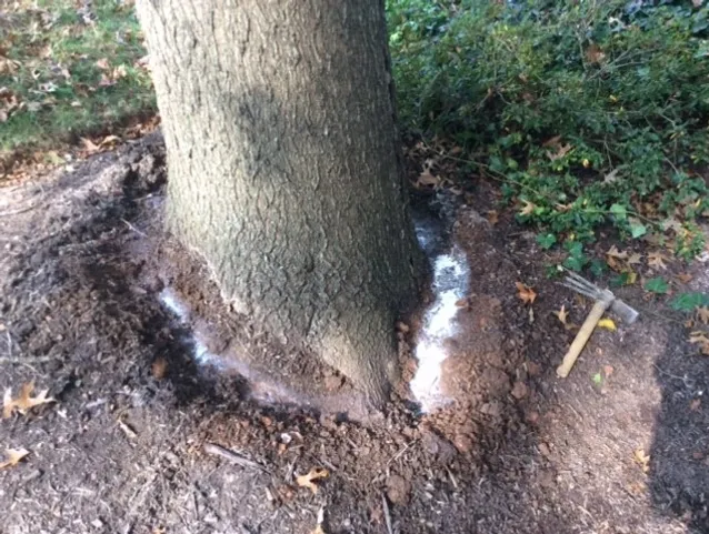 Plant growth regulator treatment applied at tree base to control Dalbergia Sissoo roots