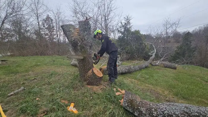 Chris removing a tree with chainsaw in Phoenix, AZ backyard