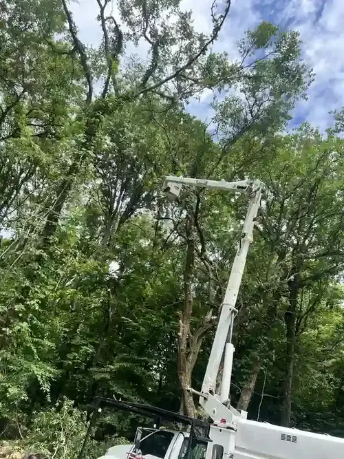 Property clearance pruning near a home in Phoenix