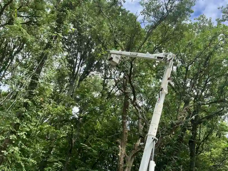Structural pruning and crown reduction in Phoenix