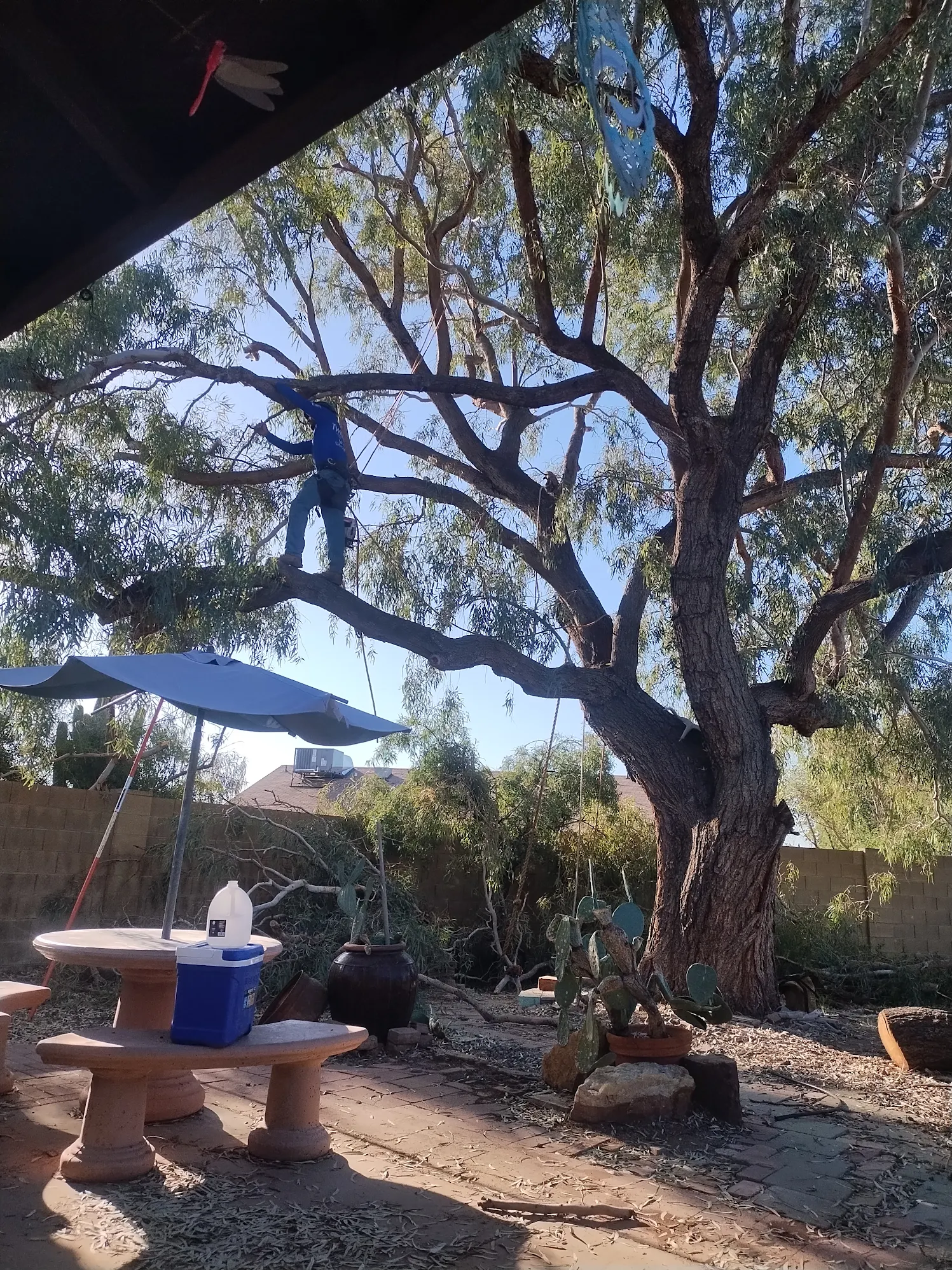 Deadwood removal from a mature Phoenix tree