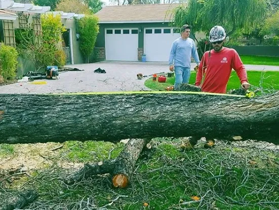 Twilight Tree and Landscape crew removing a hazardous fallen tree in Phoenix, AZ