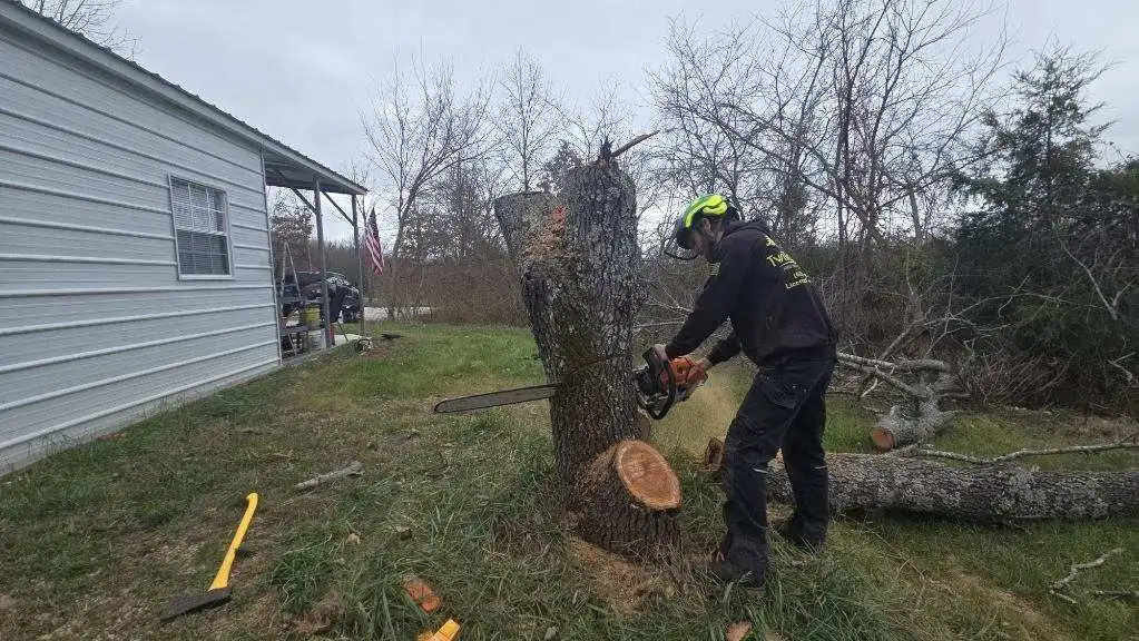 Professional removal of an unwanted tree